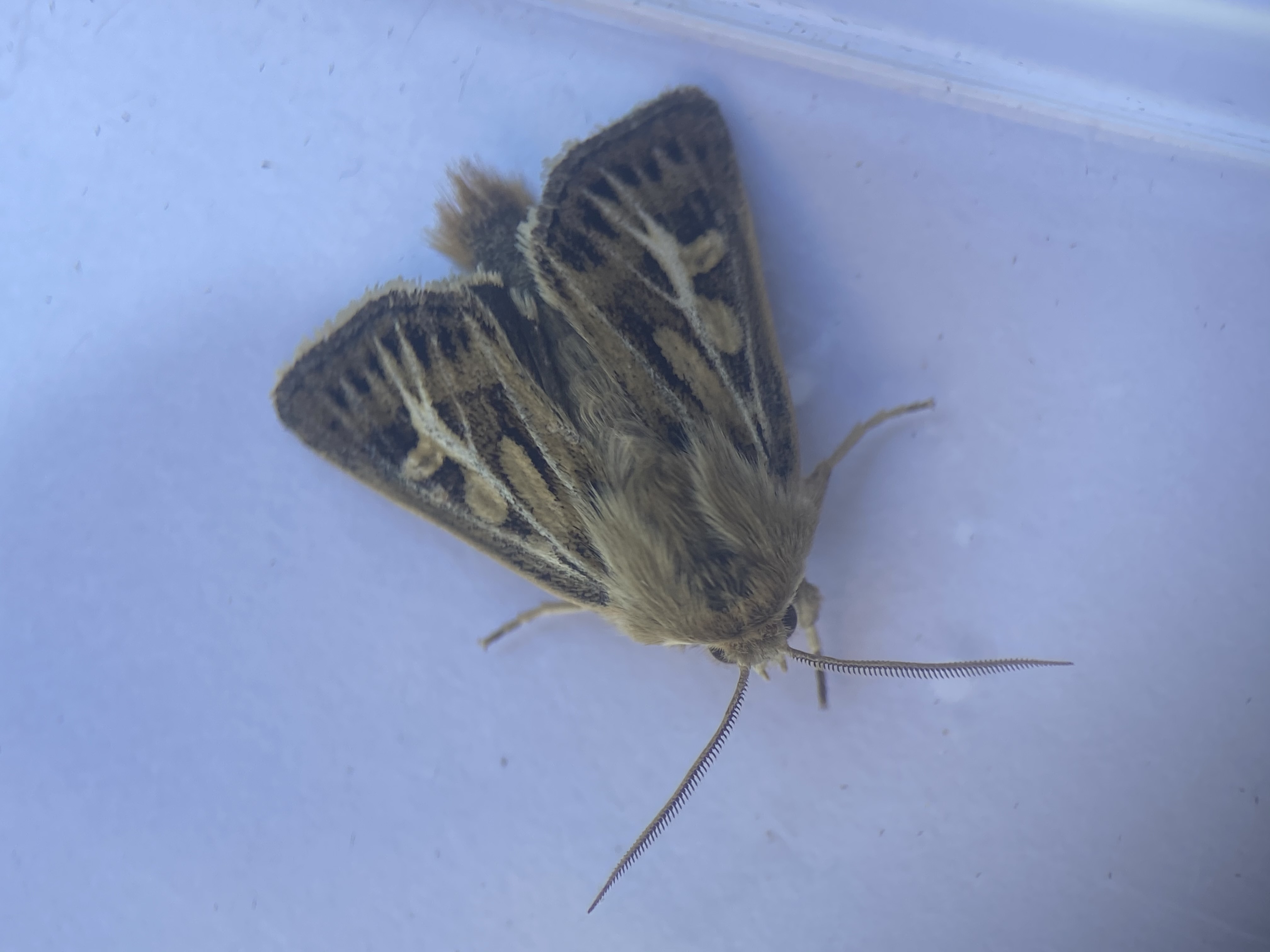 Photo of Antler Moth (Cerapteryx graminis)